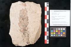 Foto (Objekt + Etikett) von Myrica lignitum Unger (NHMW-GEO-2024-0188-4027)